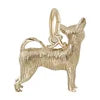 Chihuahua Charm
